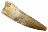 Fossil Plesiosaur (Zarafasaura) Tooth - Morocco #370500-1